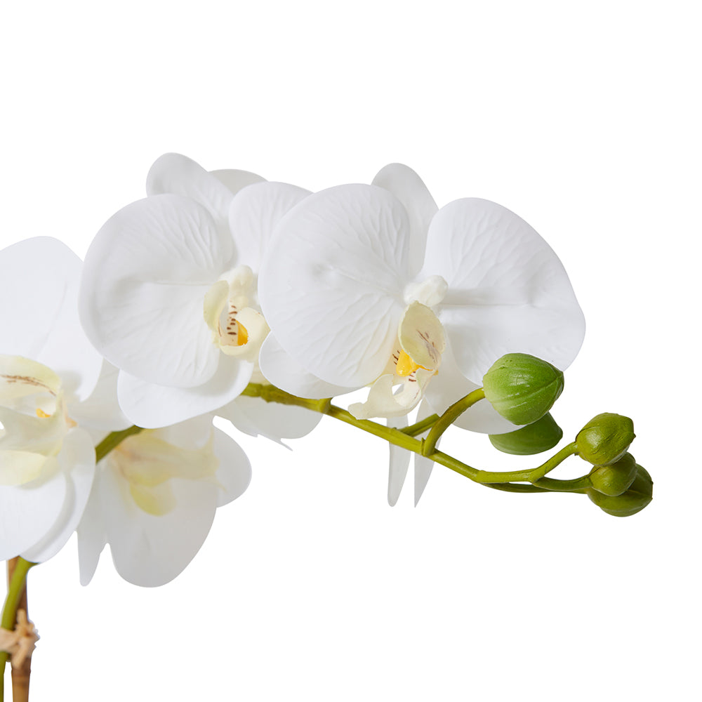 Phalaenopsis Textured Pot - White
