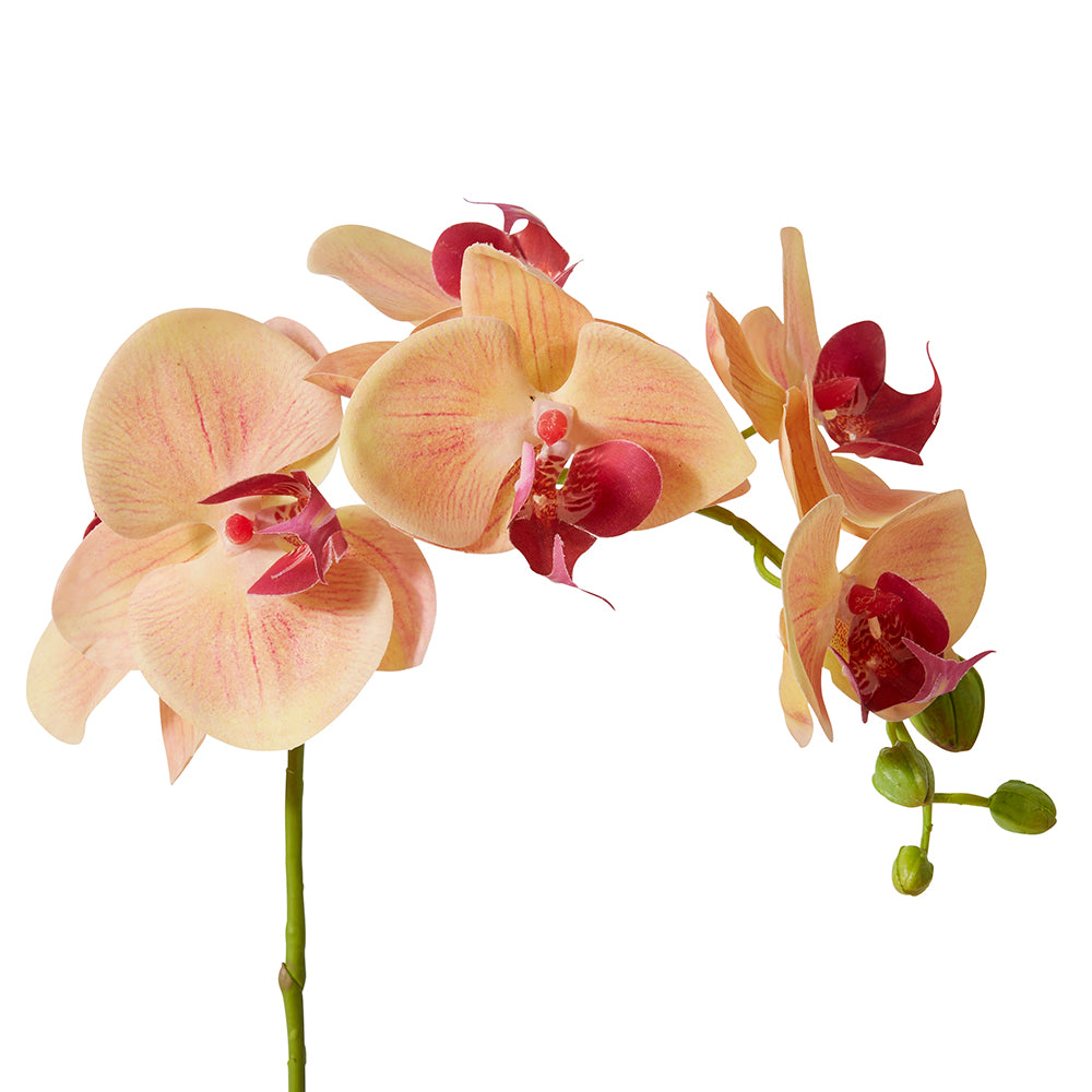 Copy of Phalaenopsis Orchid Stem - Apricot