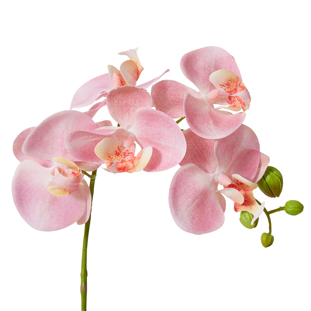 Phalaenopsis Orchid Stem - Pink