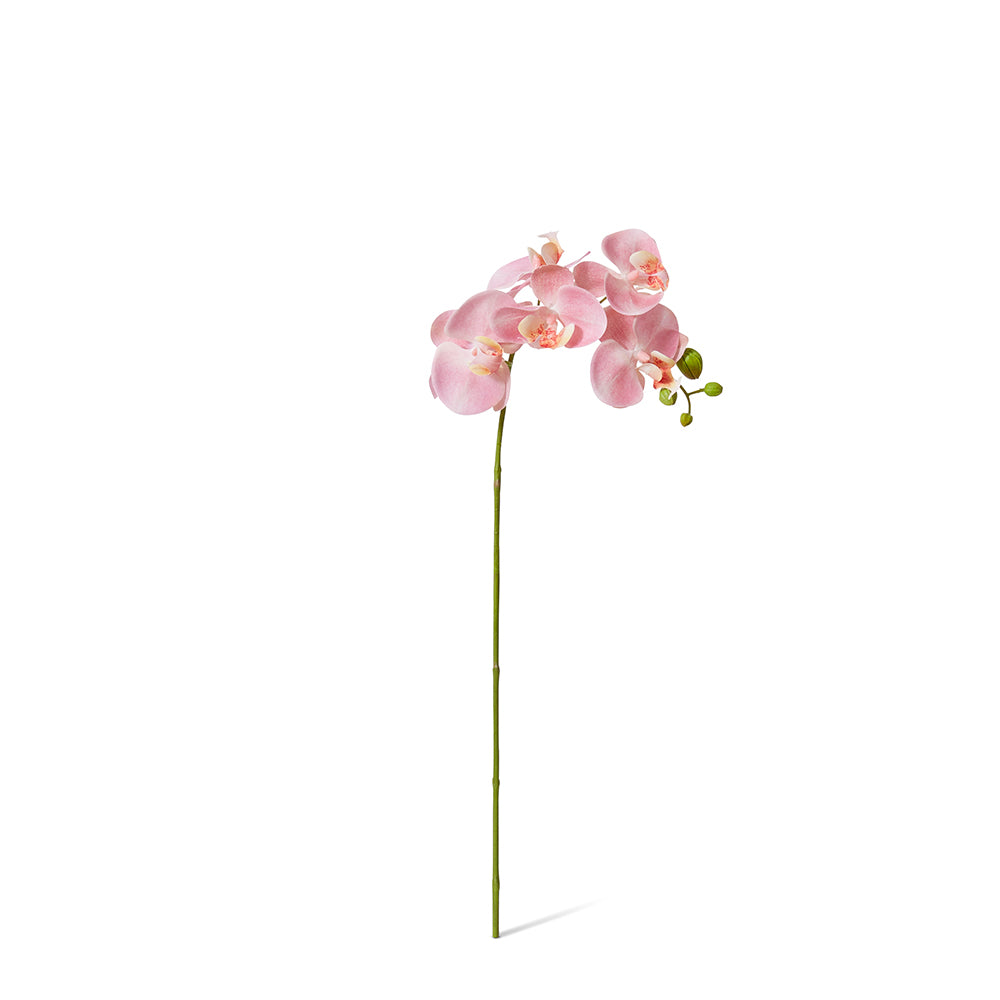 Phalaenopsis Orchid Stem - Pink